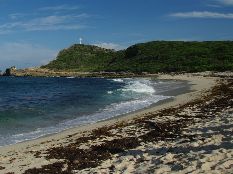 A Caribbean beach with white sand is buried under a thick layer of green algae, with mountains visible in the background.