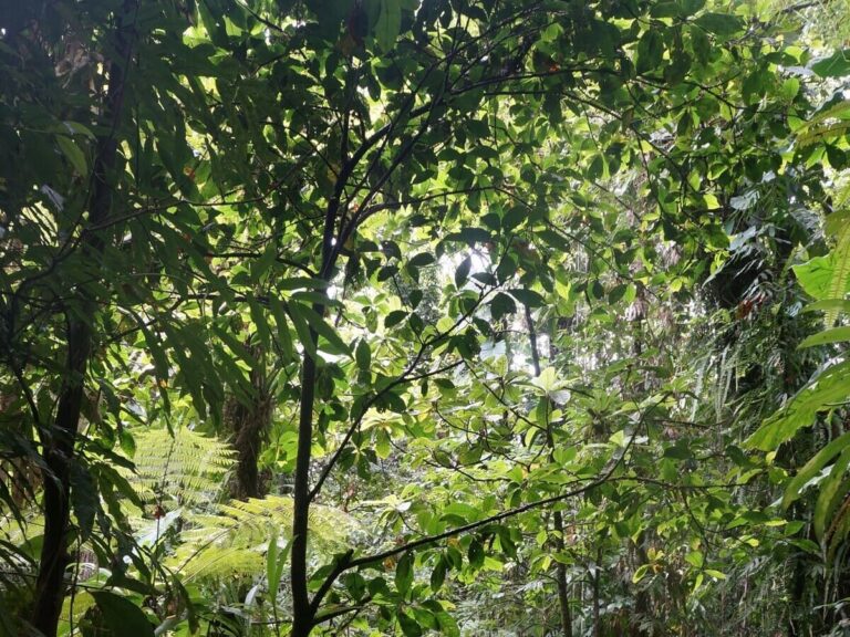 An image of a lush, green tropical rainforest with tall trees and diverse foliage, including ferns, fans.This image illustrates the important role of forests in the water cycle.