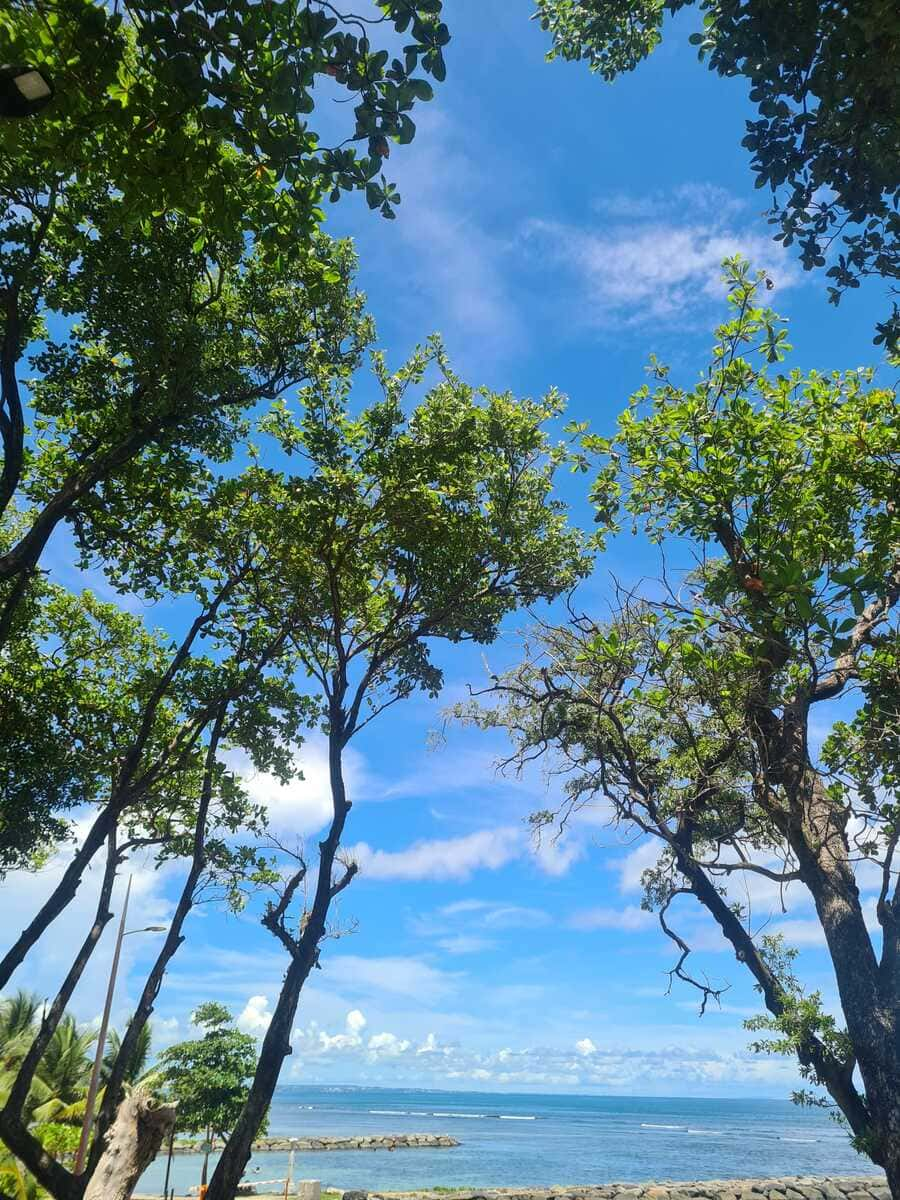 This picture is showing trees in a costal forest in Guadeloupe in front of the ocean.