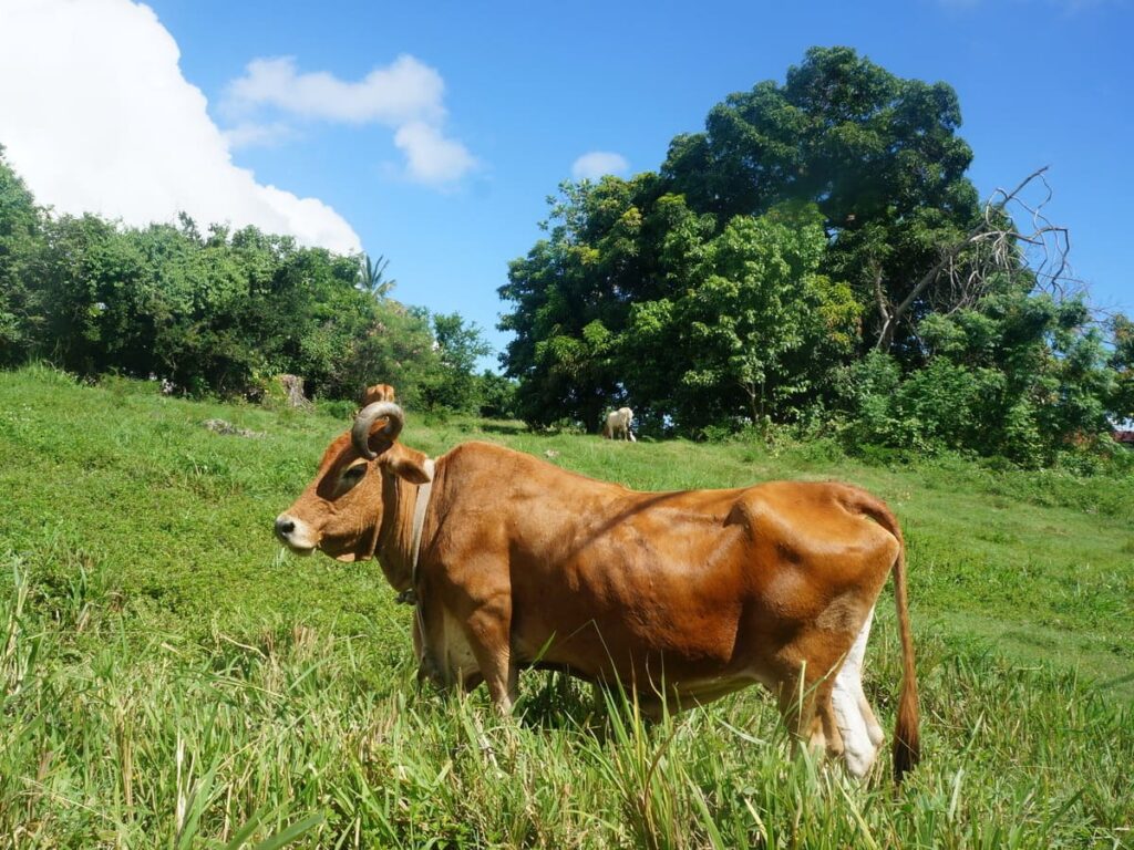 A brown cow stands in a field of high grass in Guadeloupe, with a lush green background.