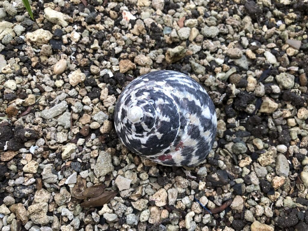 Close-up image of a beautiful white shell with intricate grey patterns, part of the post 'How Do Hermit Crabs Change Shells?' showcasing how hermit crabs use their shell as protection.