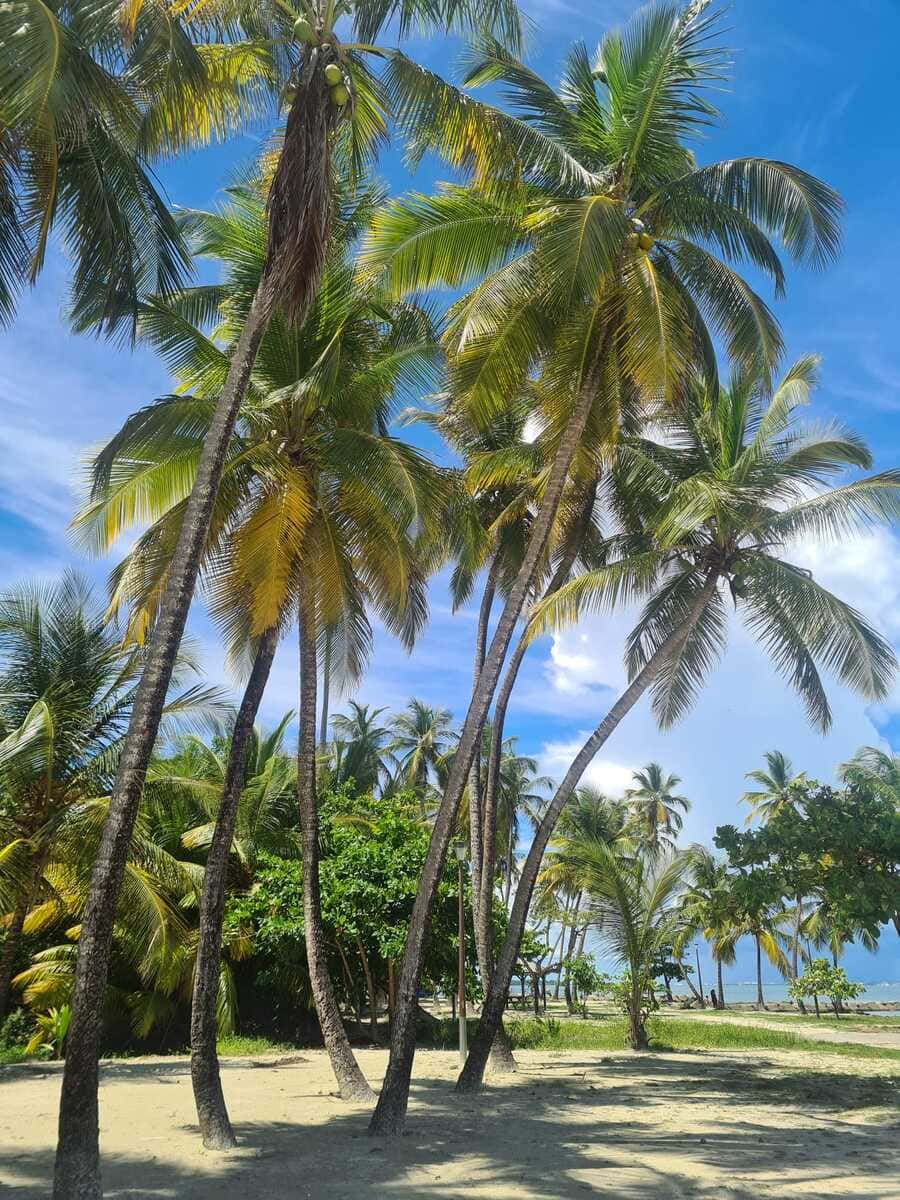 The picture is depicting palm trees on a Guadeloupean beach. It´s part of a blog where I´m exploring the function of different ecosystems.