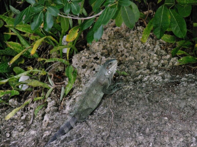 A green-gray iguana perches on a rock, surrounded by lush green leaves. This image is part of a post that shares 8 little-known facts about iguanas.