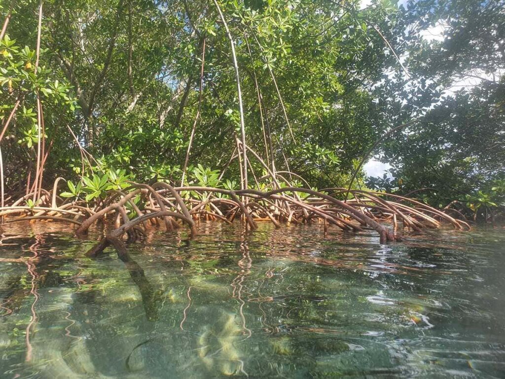 An image of the roots of mangroves in Guadeloupe, which are partially submerged in the water. The roots are long and tangled, providing stability and protection for the trees and the ecosystem they support. This image is part of a post about discovering the unique and important forest in the ocean known as mangroves.