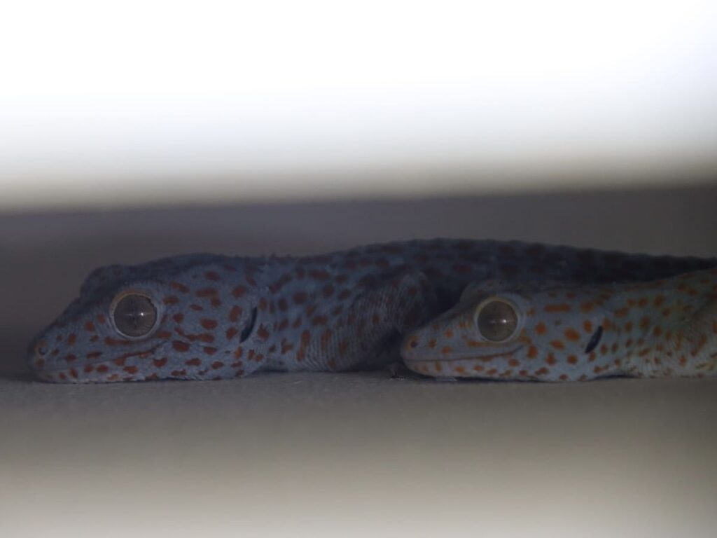 An image showing two geckos, with blue-purple bodies and orange dots, taking shelter behind a fridge. Geckos are known for their ability to climb walls and ceilings, thanks to specialized toe pads that allow them to adhere to surfaces with remarkable strength. They are also unique in their vocalizations, which can range from chirping and clicking sounds to barks and grunts. This image is part of a post that highlights six astonishing facts about geckos.