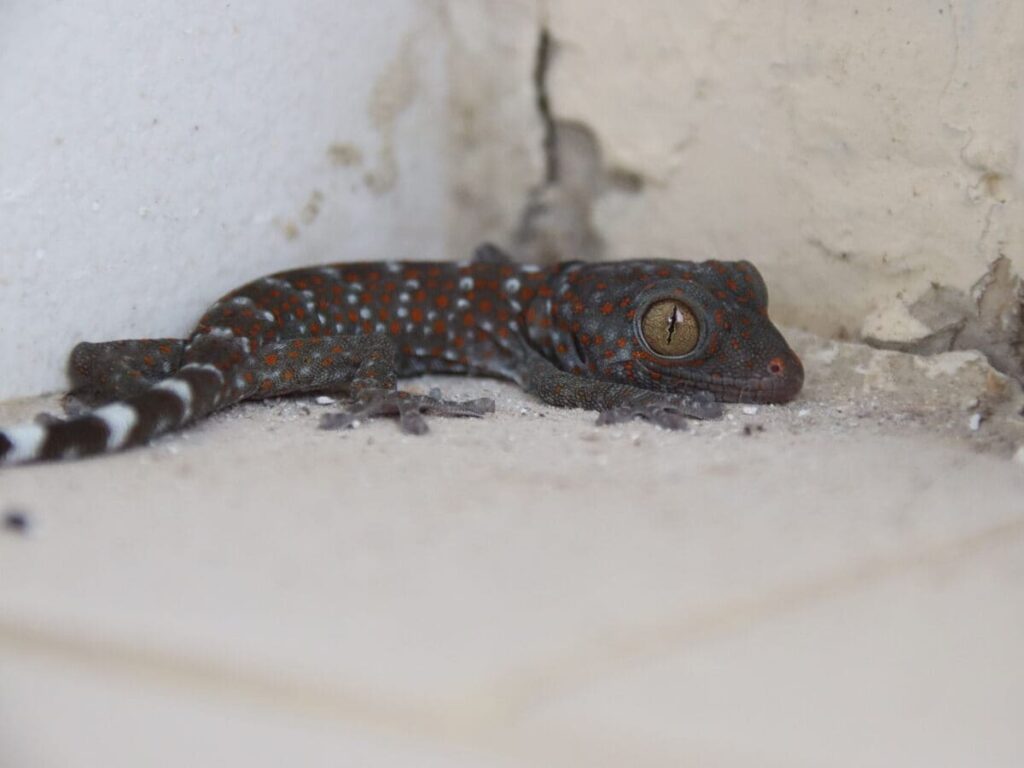 An image showing a gecko with a dark grey body and white and orange spots. Geckos are a diverse group of reptiles. They are known for their unique adaptations, including the ability to regenerate lost tails and the presence of specialized toe pads that allow them to climb vertical surfaces with ease. This image is part of a post that highlights six astonishing facts about geckos.