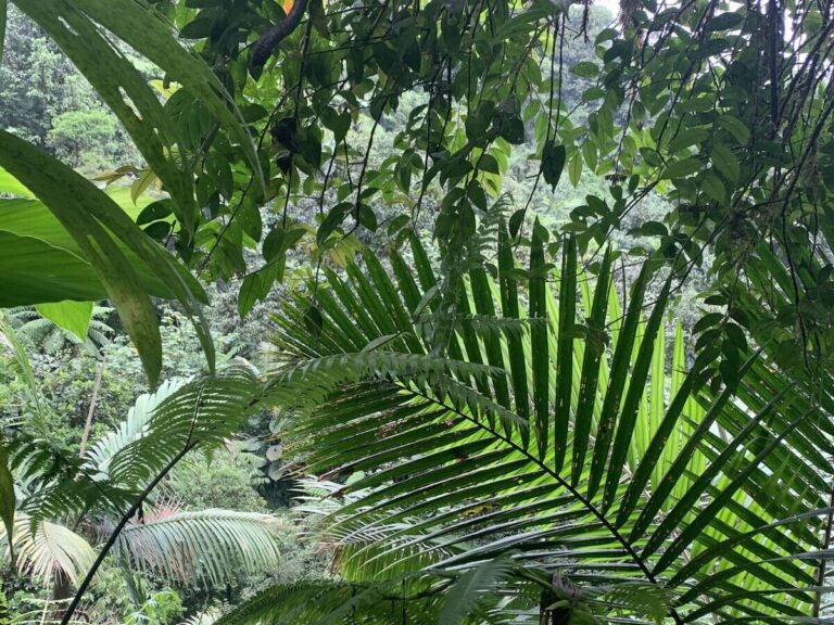 An image showing a close-up view of diverse rainforest leaves, showcasing the intricate patterns and textures found in these ecosystems. The leaves come in a range of shapes, sizes, and colors, and play an important role in supporting the biodiversity of the rainforest. These leaves serve as habitats, food sources, and shelter for countless species of insects, birds, mammals, and more, making them a vital part of rainforest ecosystems.