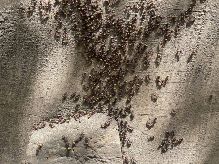 An image showing ants on a stone, navigating with the help of magnetoreception, the ability to sense the Earth's magnetic field. Ants use this ability to find their way back to their nests, forage for food, and communicate with each other. The stone provides a stable surface for the ants to travel on, and the Earth's magnetic field provides them with a navigational cue. Magnetoreception is found in a range of animal species, including birds, turtles, and some fish, and plays an important role in their survival and behavior.