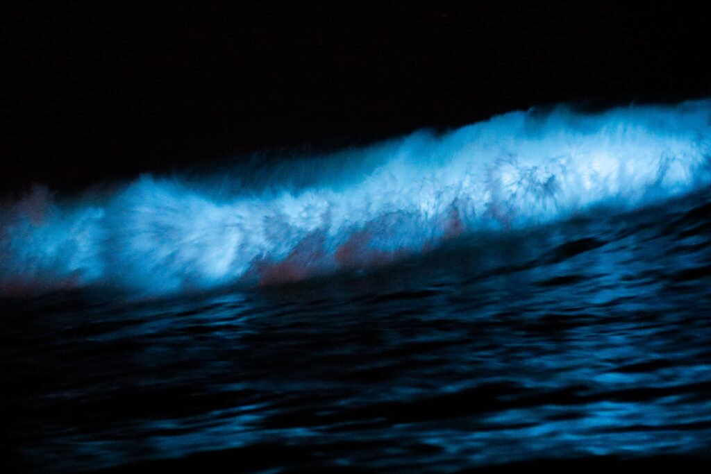 An image showing glowing waves caused by bioluminescence, a natural phenomenon where living organisms emit light. The bioluminescence appears as blue-green glowing patches on the surface of the ocean, creating a surreal and beautiful scene. Bioluminescence is caused by a variety of organisms, including plankton, bacteria, and some fish and jellyfish. These organisms play an important role in ocean ecosystems, and their ability to emit light has fascinated scientists and nature enthusiasts alike.