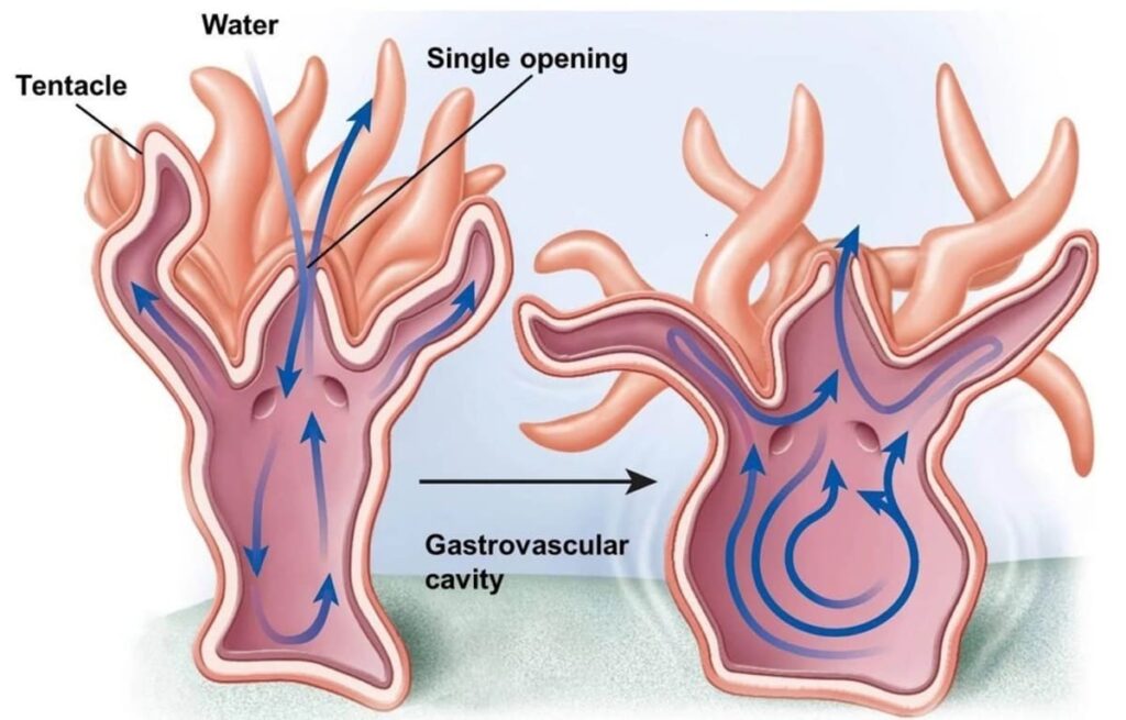 An image of a cnidarian, a group of aquatic animals that includes jellyfish and corals. The image shows the full view of the cnidarian's anatomy, including the gastrovascular cavity, tentacles, and body, in water. The gastrovascular cavity, which functions in both digestion and circulation, is visible as a central cavity surrounded by tentacles. This cnidarian is adapted to its marine environment and plays an important role in ocean ecosystems.