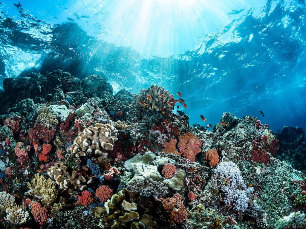 An image of a colorful coral reef with sunlight shining through the water, illuminating the vibrant coral and diverse marine life below. This underwater ecosystem is a vital part of the ocean's biodiversity and supports countless species.