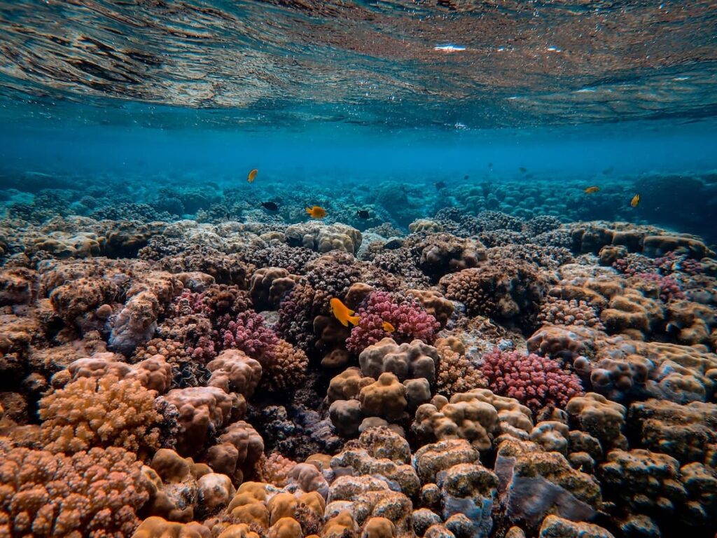 An image of a vibrant and colorful coral reef, teeming with diverse marine life. The image shows the intricate shapes and textures of the coral, as well as the various fish and other sea creatures that make their home in this underwater ecosystem. Coral reefs are vital to the health of the ocean and support a wide range of species, making them an important part of marine conservation efforts.