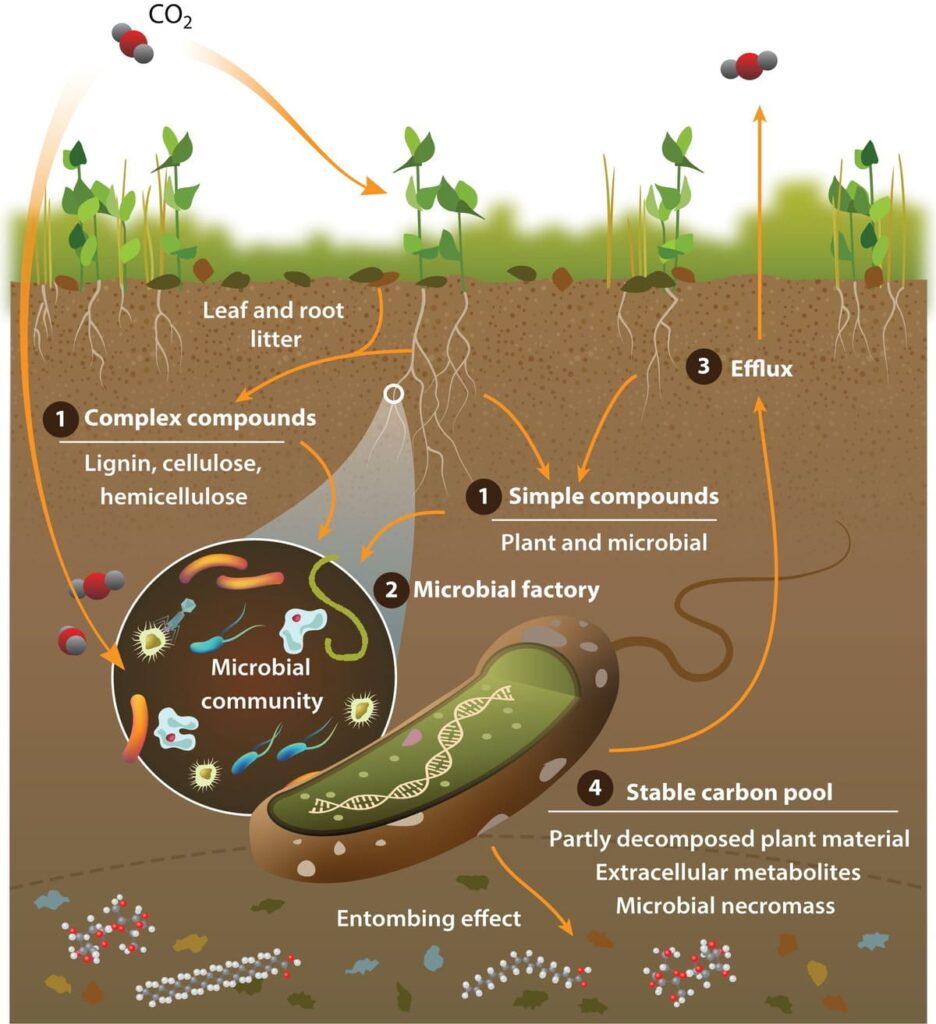 Image showing the role of soil microbes in nutrient cycling. Plants absorb CO2 during photosynthesis and the carbon is stored in the soil via their roots or fallen leaves. Microbes break down plant material and store it in a stable carbon pool.