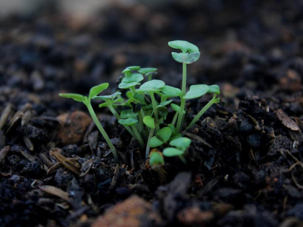 Close-up of tiny plants emerging from rich and fertile soil, with green leaves and delicate stems.